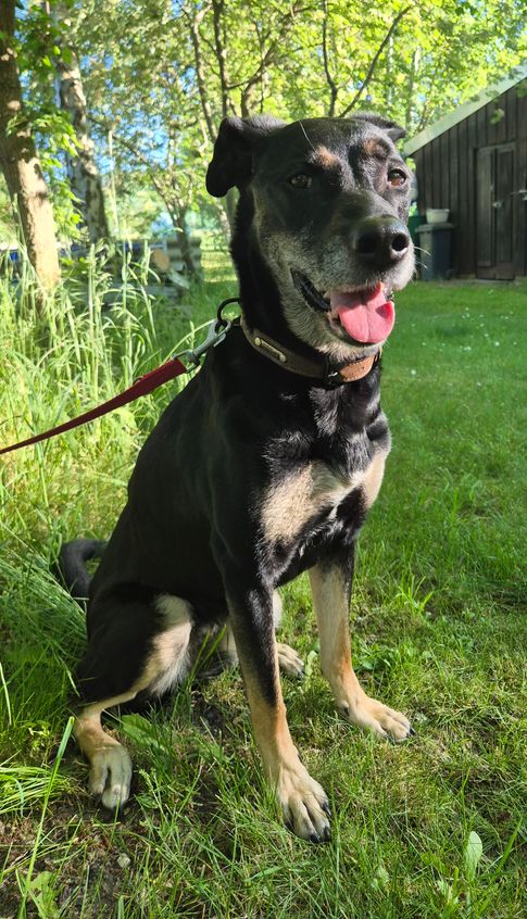 Hund Bella