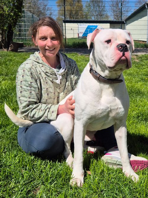 Hund Klaus-Dieter Am.Bulldog