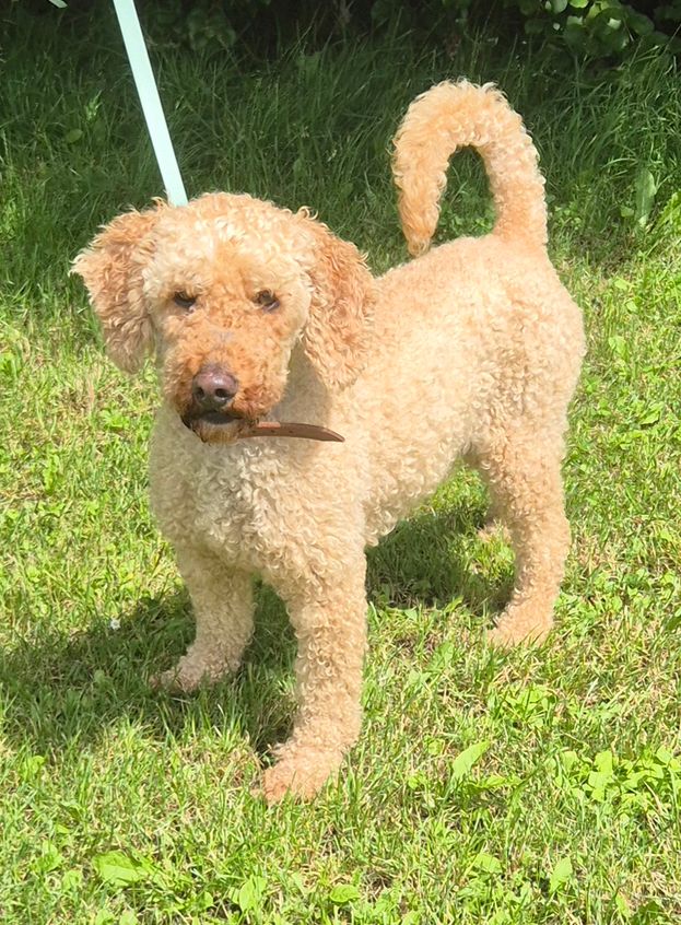Hund Rocco Pudel
