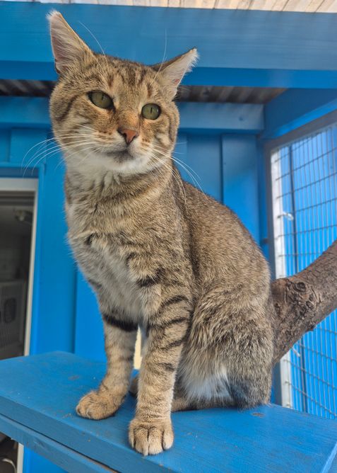 Kater Balu