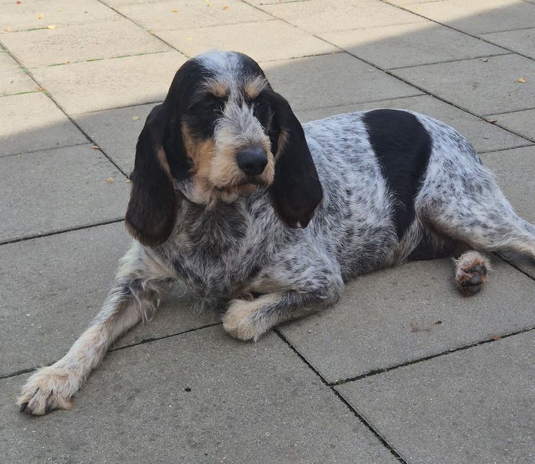 Hund Perla