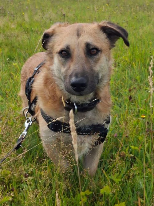 Hund Sherlock neu