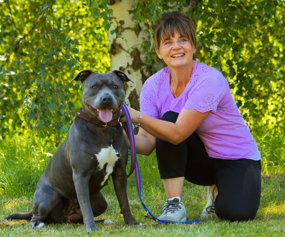Rieni, Am. Staffordshire Terrier – Tierheim Greiz